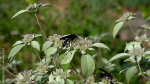 Wasp on Flower in 24 fps and 180 fps (Slow Motion) stinging insects in the garden or backyard hazards and backyard pest