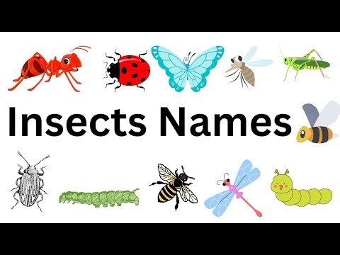 Insects Names for kids learning English | Insects Names I Basic English Insects Name