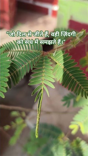 Touch Me Not Plant Care Day 23 part 3 #dailymotivation #mimosapudica #nature 🌿🍃#touchmenotplants