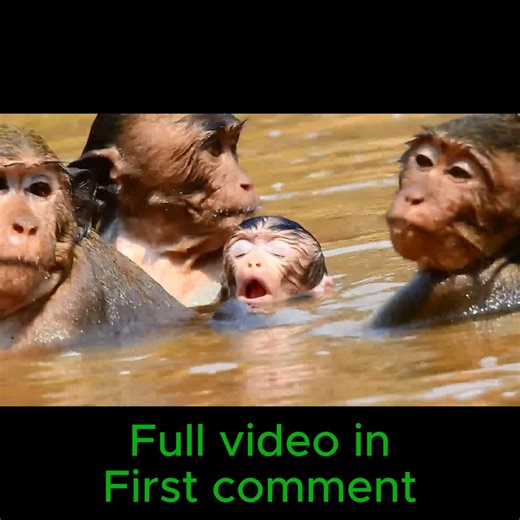 1.5K views · 25 reactions |  Poor Newborn Monkey Nearly Drowns! Why Did Mom Bring Her Baby Into the Water? | 푩풂풃풊풆풔 푴풐풏풌풆풚푵풂푲풐 | Facebook