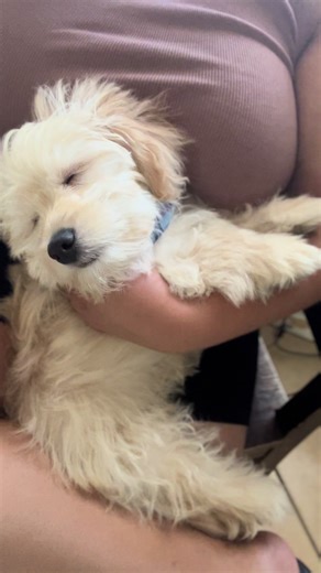 Adorable Maltipoo Puppies Showcasing Playful Moments