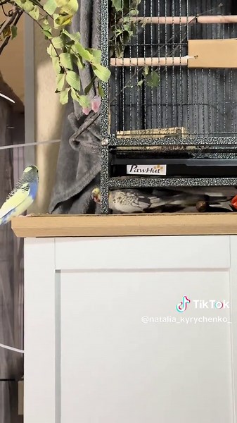 Beautiful Cockatiel Care Tips for Bird Lovers