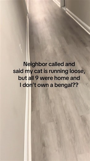 Why My Neighbor Said a Bengal Cat Was Running Loose — Cat TikTok Explained