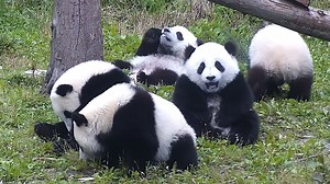 91K views · 10K reactions | If pandas invite you to their party, please keep in mind that they won’t share their food with you, though they enjoy eating together. (Bao Bao/Qiao Sen, Dou Dou/Qiao Lin, Ai Lian & Su Jin) #HiPanda #CCRCGP | iPanda | Facebook