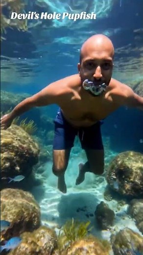 Devil's Hole Pupfish: Perhaps the most endangered fish in the world, this tiny, iridescent blue fish