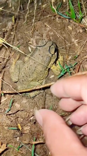 Catching funny videos toads😜😂😜😂