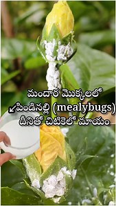 190K views · 4.2K reactions | Mealybugs control on hibiscus plant . . . . ##mealybugs #mealybugstreatment #hibiscus #gardens #spring #green #interiordesign #flower #naturelovers #outdoors #garden #trees #landscapephotography #plants #flowerstagram #roses #flores #macro #gardening #plant #flowersofinstagram #succulents #plantsofinstagram #flowerphotography | Kumari Sarath Putta | Facebook
