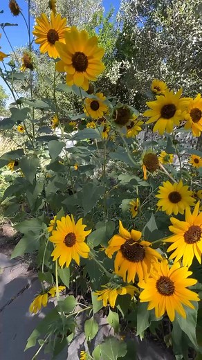 Did you start birth control as a teen? Here’s what they didn’t tell you…Most girls are prescribed birth control for period problems, but instead of fixing the root cause, it shuts down your natural cycle—leading to hormonal imbalances, low libido, anxiety, and fertility struggles later on.There IS a better way! Inside The Blooming Doe Feminine Flow, I teach you how to:✔️ Balance hormones naturally with The Deer Exercise✔️ Heal your womb with energy healing & breathwork✔️ Track your cycle natural