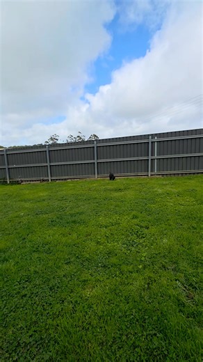 Charlie & Ruby Thursday 2nd October 2025 | Birdrise Farmstay Boarding