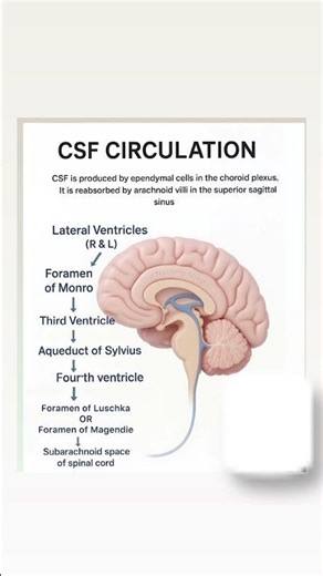 CSF circulation 🧠