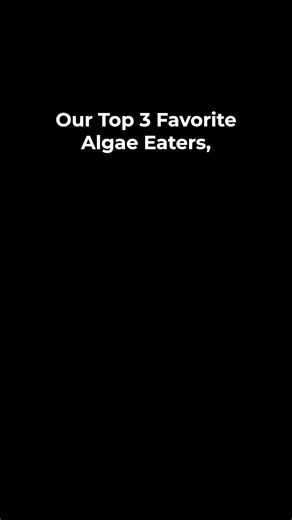 Having an Algae Clean Up Crew is a great way to keep your aquarium maintenance under control! While there are many different options to help with this, these are a few of our favorites! Grab a Flip Aquatics Algae Clean Up Crew: https://bit.ly/47CO65h | Flip Aquatics