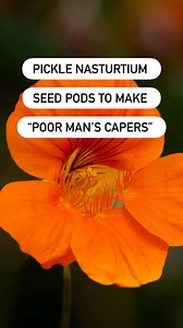 The leaves and flowers are edible, with a peppery flavor similar to arugula or mustard greens. The seed pods can be pickled into something surprisingly close to capers—earning them the name “poor man’s capers.” And perhaps most importantly for the garden—they act as a natural trap crop, attracting aphids, flea beetles, whiteflies, and squash bugs away from your more sensitive plants. As a chef committed to local and seasonal food, I NEVER use capers. The caper bush (Capparis spinosa) is a Medite