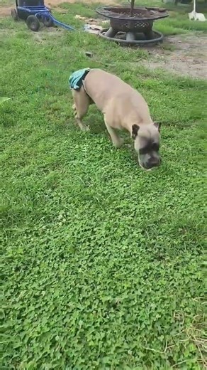 Always Running Late 😅 #corso #puppy #virginia #purebred #pets #funny #lavitadelsol #canecorso #dog