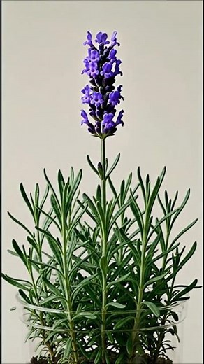 Lavender Growth Time-Lapse 🌿💜 From Seed to Full Bloom