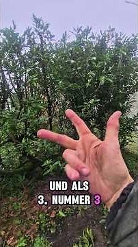 3 Profi-Tipps für den perfekten Kirschlorbeerschnitt 🌳 #Gartenarbeit #Galabau #Kirschlorbeerhecke