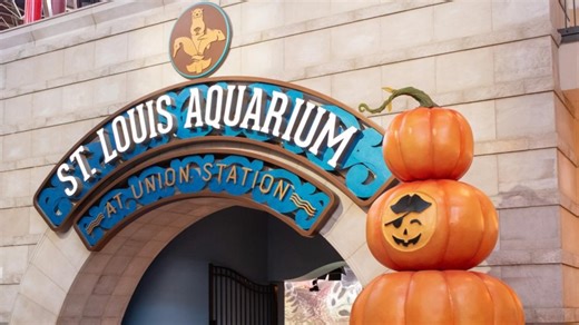 'Pirates & Pumpkins' invades the St. Louis Aquarium this fall