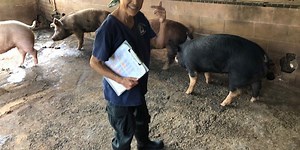 After 100 years in business, Kauai hog farm prepares to shut down
