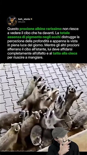 Questo procione albino non riesce a vedere il cibo che ha davanti