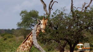 This giraffe enjoyed a good scratch - Kruger National Park South Africa. #krugernationalpark #sanparks #LiveYourWild | Twiga Travel Africa