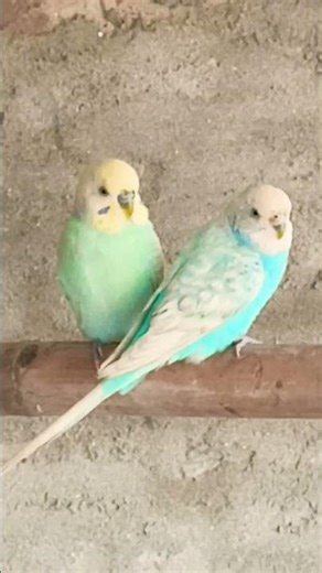 bajari parrots Java cocktail