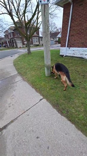 Outside LIVE on a Friday night with my best friend in the world! #mikelalicich #mybestfriend #ballislife #germanshepherd #liveyourbestlife | Mike W Lalicich