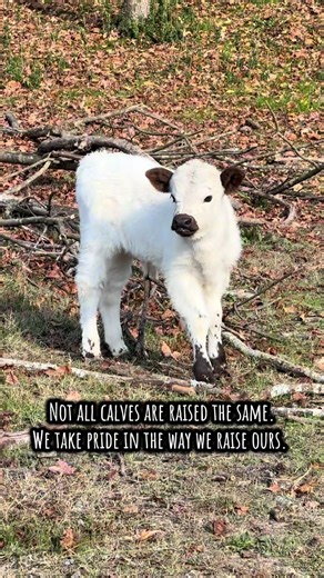 Not all calves are raised the same, and it matters.🐮🤎 We’re a family run cattle breeding farm raising calm, healthy calves through ethical breeding, hands on care, and pasture raised practices. Follow along to learn more about us, farm life, and available cattle. Share this reel to help us find the perfect homes. . . . #cattlebreeder #cattlebreeding #livestockfarm #pastureraised #calves