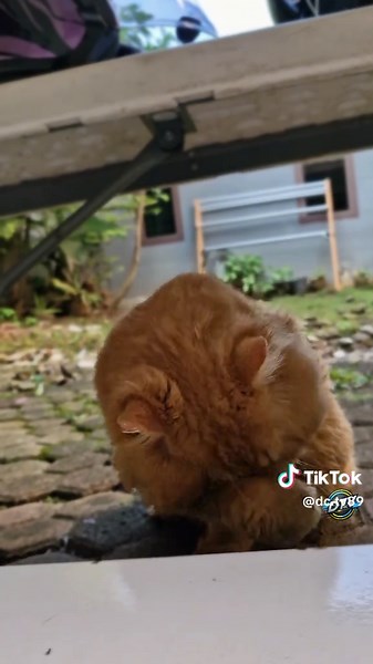 Garfield in Real Life: A Fun Cat Adventure