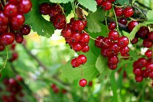 Tailler les groseilliers - Gamm vert