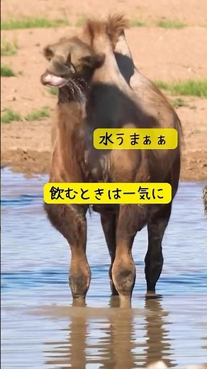 〇〇日間も水なし生活！？ラクダは果たして大丈夫？ラクダの驚くべき秘密！ #ラクダ # #雑学 プチ知識 #動物 #一分でわかる #いきもの #animals #ショート