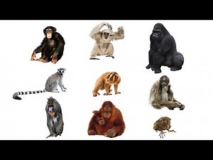 Primate Types In English | Primates In English | Primate Types | Popular Primates In English