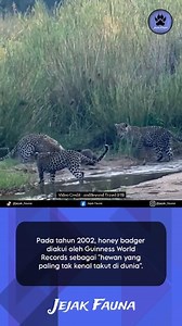 232K views · 4.8K reactions | Honey badger atau ratel (혔혦혭혭혪혷혰혳혢...
