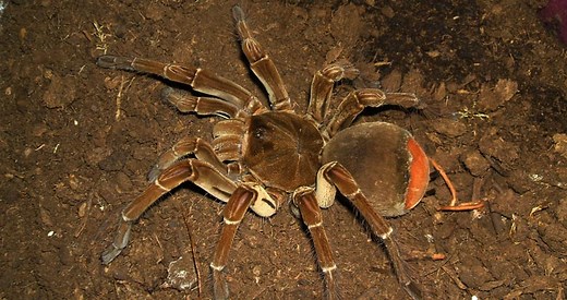 Theraphosa stirmi 101: Care, Enclosure, Temperament & More