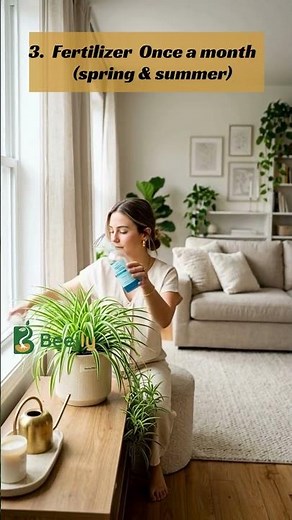 The Right Way to Care for Spider Plants 🌱 Beejly #plantstips