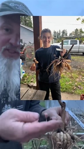 9.7K views · 207 reactions | One of the best ways to get Better tuber production for cuttings it to plant them deeper but one of the most important things in our opinion is to prevent root restriction early in development. #dahliacuttings #dahlia #dahliatubers | River's WB Dahlias | Facebook