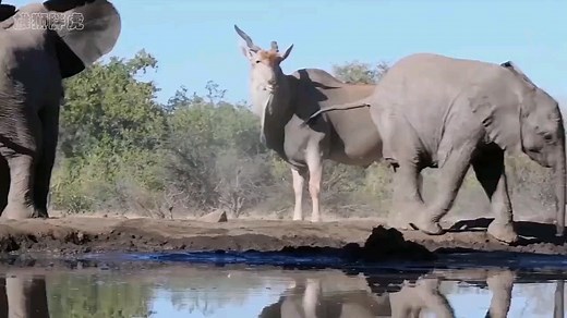 世界上最大的羚羊，体型比小象还要大