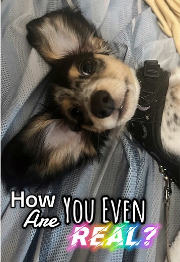 How??????? 😭❤️😍 #genietheweenie #puppiesoftiktok #dogsofttiktok #dachshund #daschundpuppy