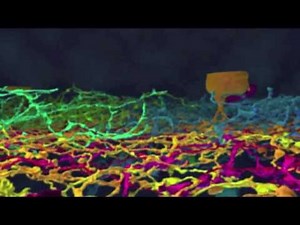 Neurons in the Brain | 3D