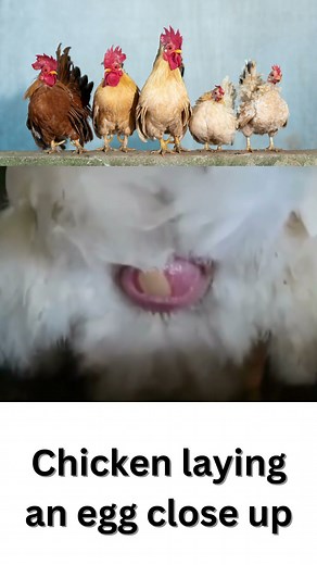 Chicken laying an egg close up | Chicken laying an egg close up 4K #shorts #layingegg