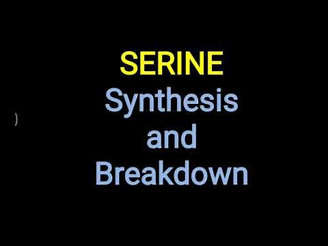 Serine - Synthesis and Breakdown