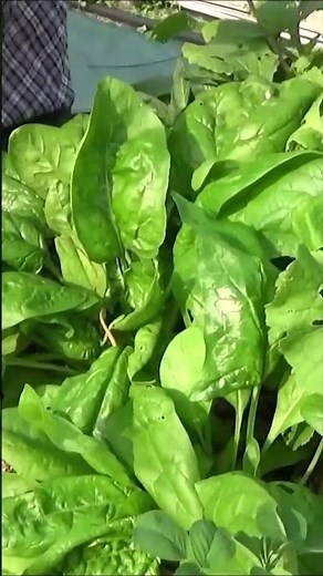 Potager: Épinard Géant d'Hiver: Comment faire un semis, culture, récolte