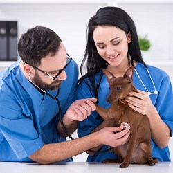 How to Become a Veterinary Technician - Salary, Training, Schools, Job Description