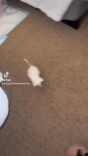 3.2M views · 68K reactions | Can you believe wispy is almost 1!!! #kitten #kittenlove #kittenlovers #kittens #kittensofinstagram #kitty #cat #catsofinstagram #cats #catlife #catlover #cute #wisp #wispy #adorable #follow #followus #insta #instagram #staystinky | Rags to Riches Animal Rescue inc | Facebook