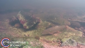 46K views · 1K reactions | Baby/young Barbel. Unused clip from the...