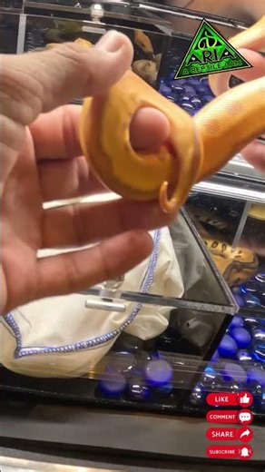 What can Red Stripe do for your Ball Python Projects?