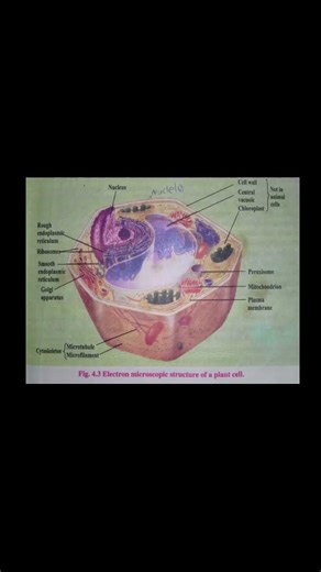 😱 Electron microscopic structure of animal cell And plant cell☘️🌵#Cell #Biology# Science Tirbets🔥