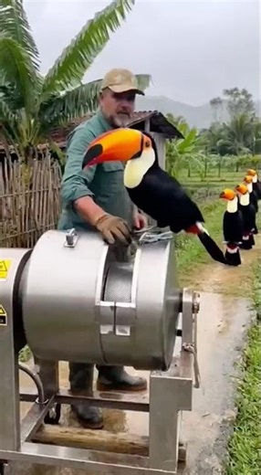 Smart bird breeding device😨🐣🐤