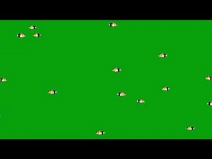 Tropical Yellow Fishes on Green Screen | Free HD Green Screen Video | Green Screen Library