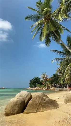 What are desert trees called?