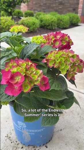 Endless Summer® Summer Crush® Hydrangea 💖 | Big Color for Small Spaces