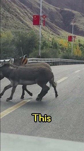 Donkey Street Fight! Wild “Animal Fight Club” on the Highway! 🤣🐴